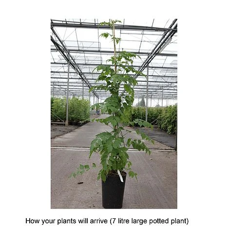 Campsis Radicans F. Flava - Image 2