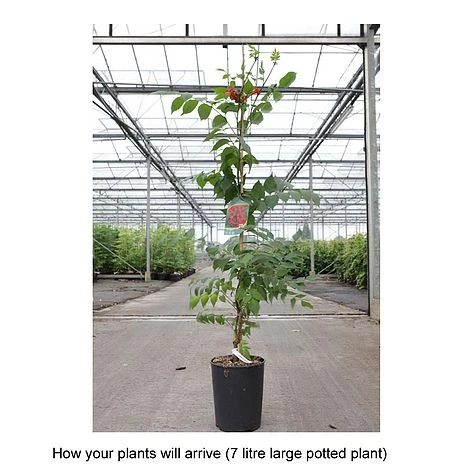 Campsis Radicans 'Stromboli' - Image 2