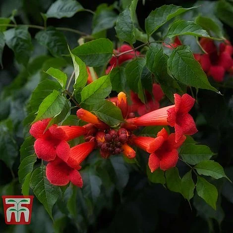 Campsis X Tagliabuana 'Summer Jazz Fire Trumpet' - Image 2