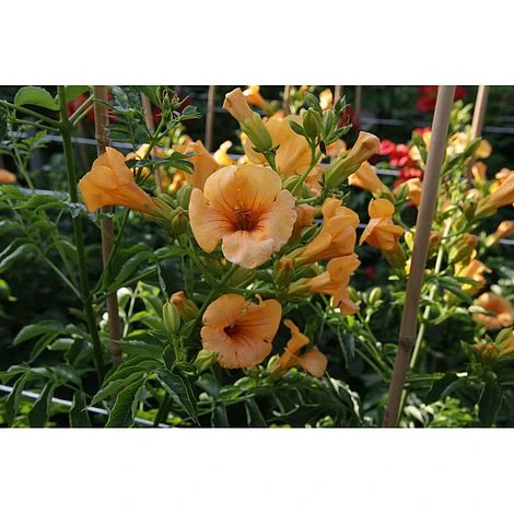 Campsis X Tagliabuana 'Yellow Trumpet' - Image 2