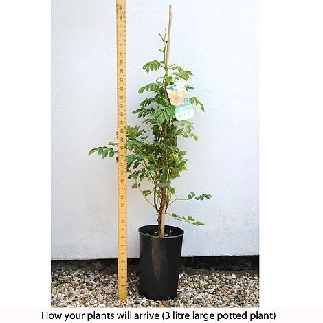 Campsis X Tagliabuana 'Yellow Trumpet' - Image 5