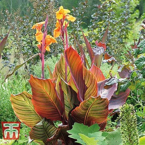 Canna Tropicanna