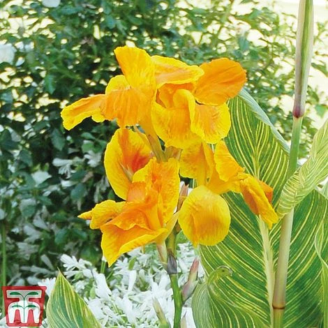 Canna 'Tropicanna Gold' - Image 2