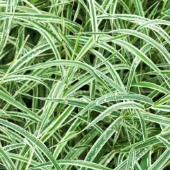 Carex Morrowii 'Variegata'