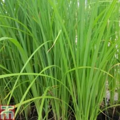 Carex Acuta (Marginal Aquatic)