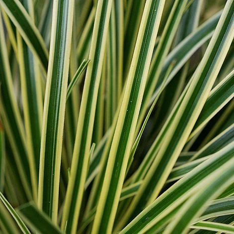 Carex Oshimensis 'Evercream' - Image 3