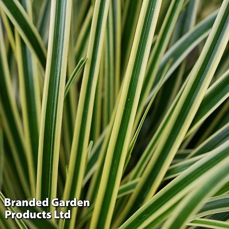 Carex Oshimensis 'Evercream' - Image 2
