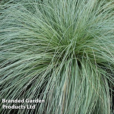 Colourful Ornamental Grass Collection - Image 3