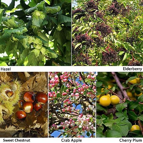 Edible Hedging Collection
