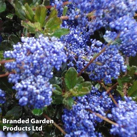 Ceanothus 'Blue Sapphire' - Image 3