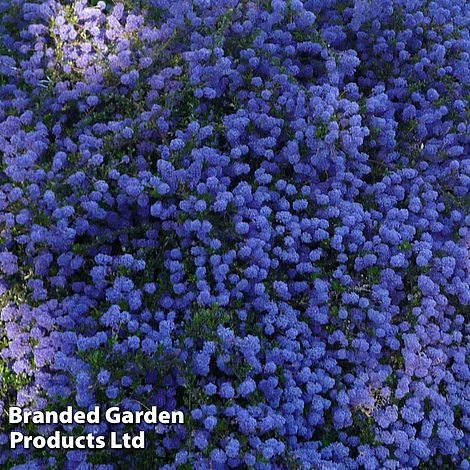 Ceanothus 'Blue Sapphire' - Image 2