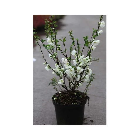 Chaenomeles X Superba 'Jet Trail' - Image 2