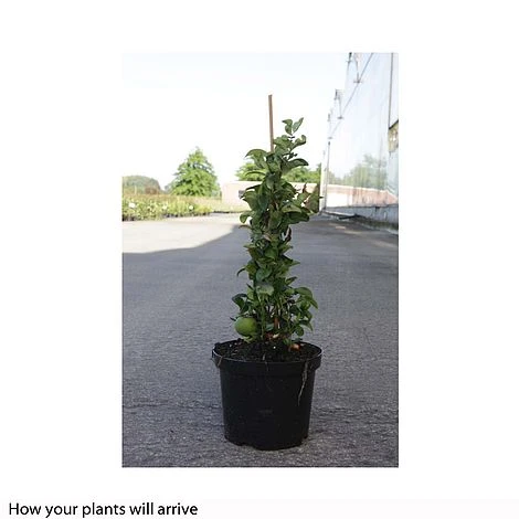 Chaenomeles X Superba 'Jet Trail' - Image 3