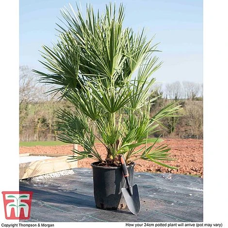 Chamaerops Humilis - Image 6