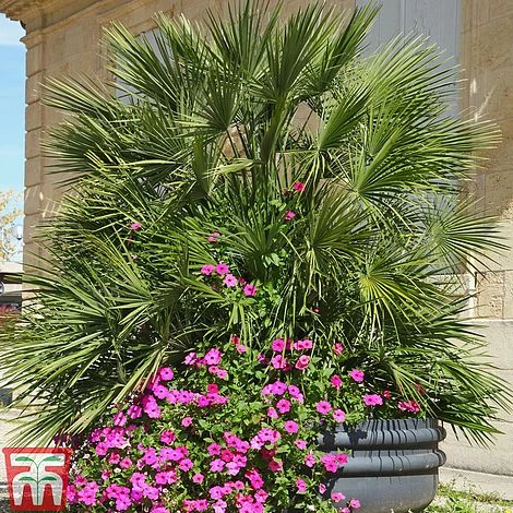 Chamaerops Humilis - Image 2