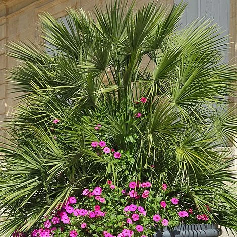 Chamaerops Humilis - Image 5