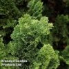 Chamaecyparis Obtusa 'Brigitte'