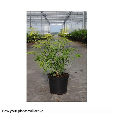 Choisya X Dewitteana 'Goldfingers' - Image 5