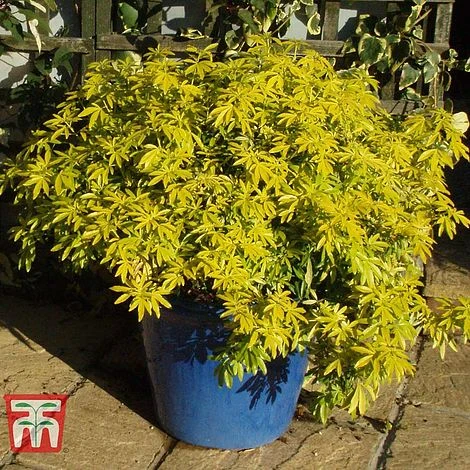 Choisya X Dewitteana 'Goldfingers' - Image 2