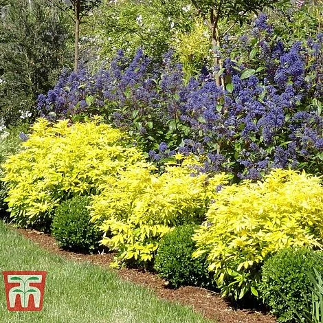 Choisya X Dewitteana 'Goldfingers' - Image 3