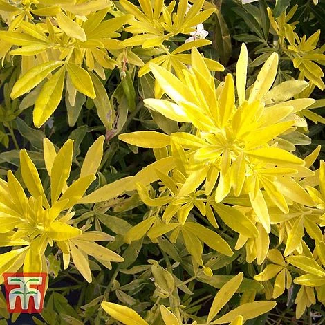 Choisya X Dewitteana 'Goldfingers' - Image 4