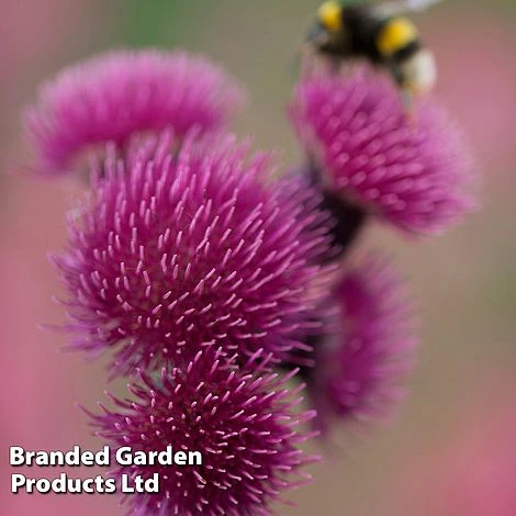 Cirsium Rivulare 'Atropurpureum' - Image 2