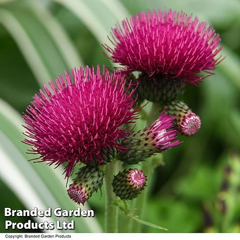 Cirsium Rivulare 'Atropurpureum' - Image 3