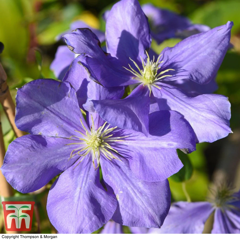 Clematis 'General Sikorski' - Image 2