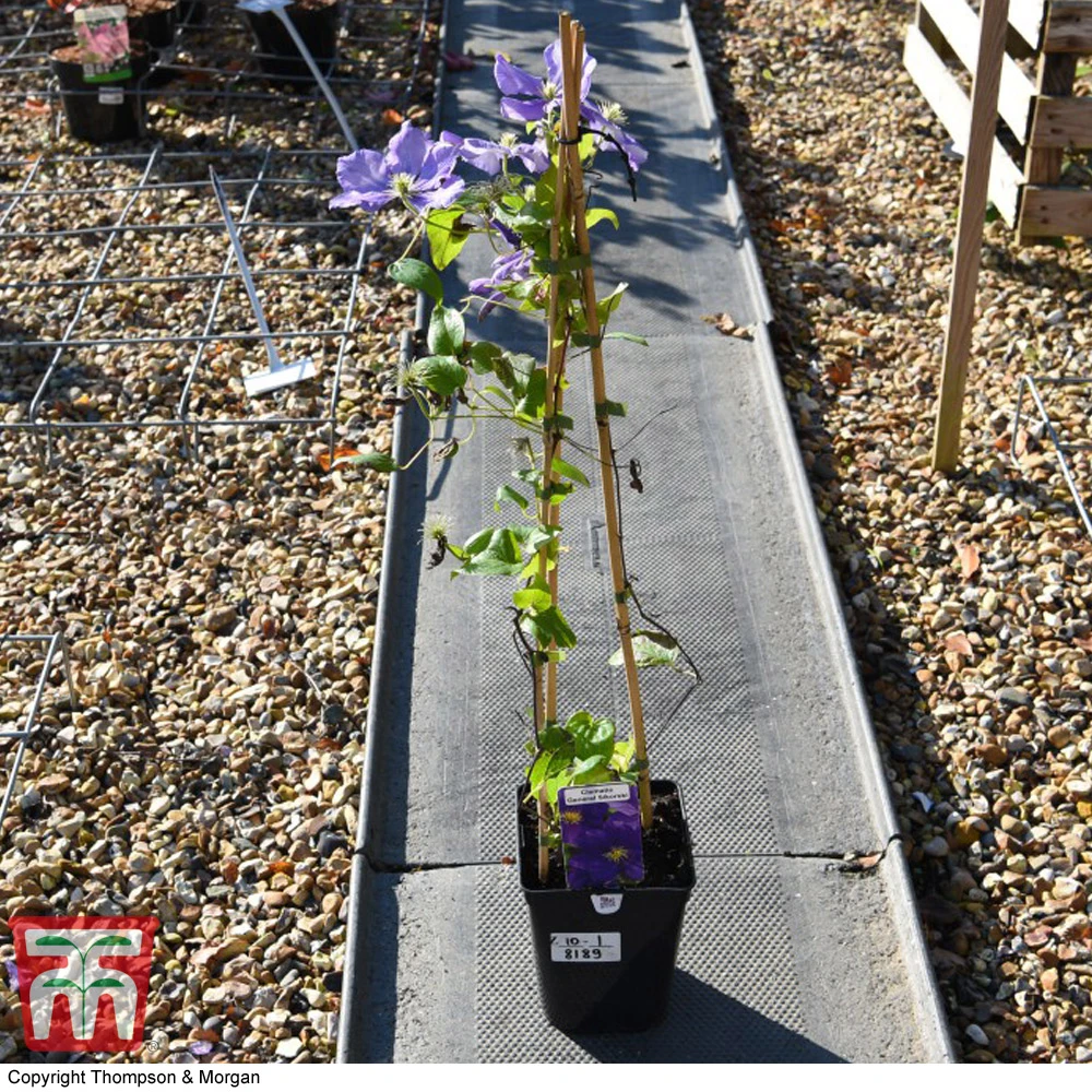 Clematis 'General Sikorski' - Image 3