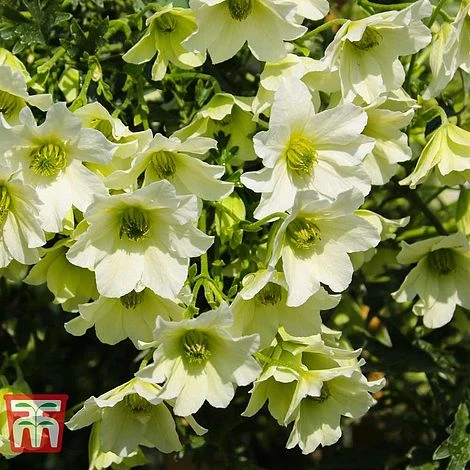 Clematis 'Early Sensation' - Image 2
