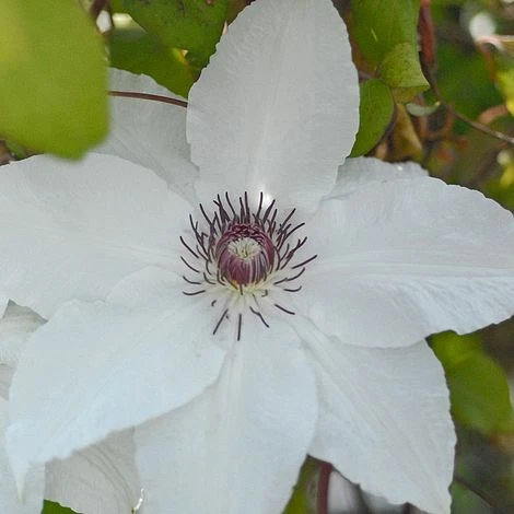 Clematis 'Snow Queen' - Image 2