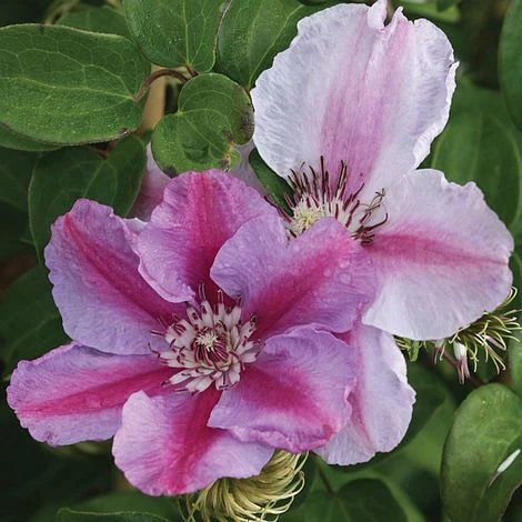 Clematis 'Tudor' - Image 2