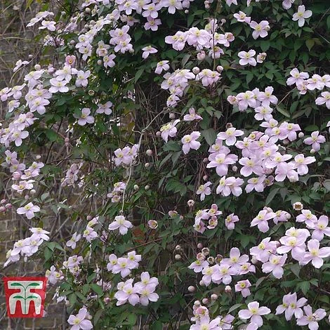 Clematis Montana 'Rubens' - Image 2