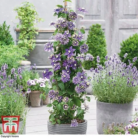 Clematis Florida 'Taiga' - Image 10