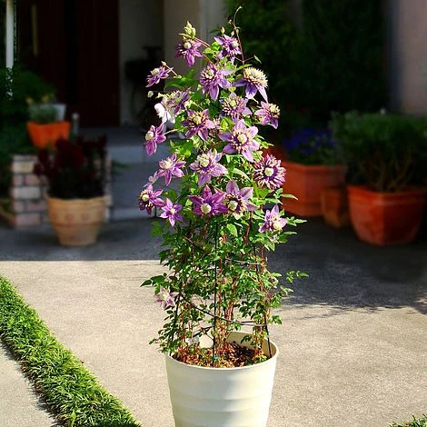 Clematis Florida 'Taiga' - Image 9