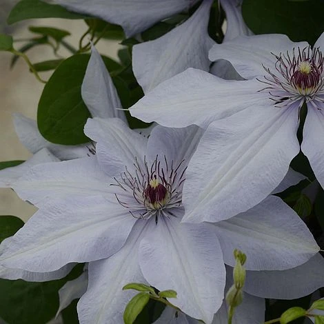 Clematis Bernadine™ Evipo061 - Image 2
