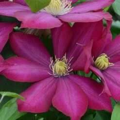 Clematis Bourbon™ Evipo018