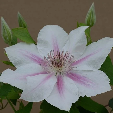 Clematis Corinne™ Evipo063