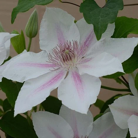 Clematis Corinne™ Evipo063 - Image 2