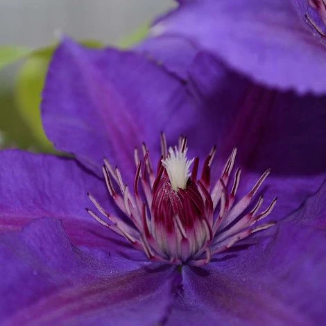 Clematis Edda™ Evipo074 - Image 2