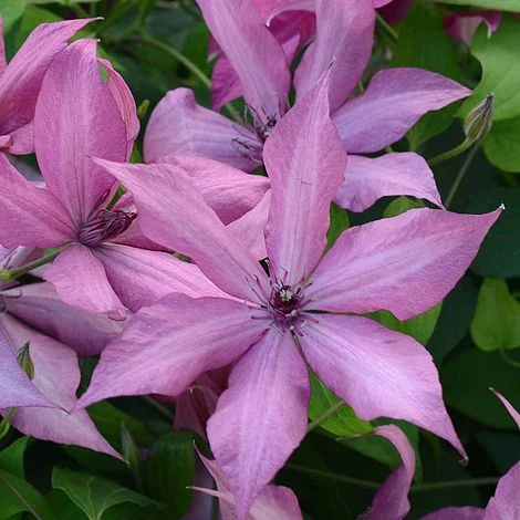 Clematis Patio Collection - Image 10