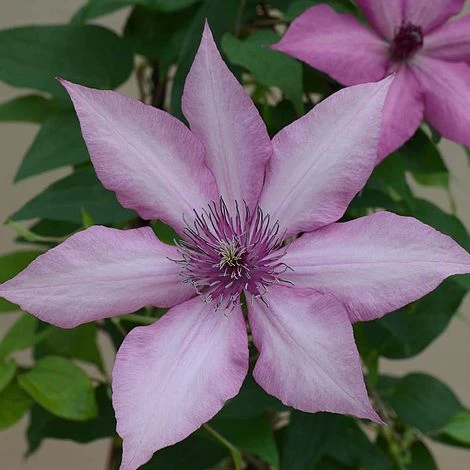 Clematis Giselle™ Evipo051 - Image 2