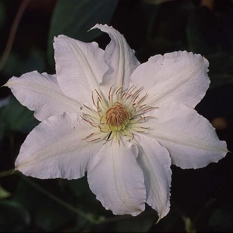 Clematis Hyde Hall™ Evipo009 - Image 2