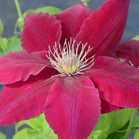 Clematis Rebecca™ Evipo016 - Image 3