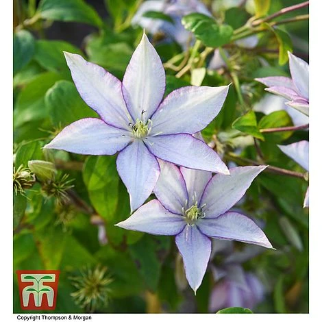 Clematis 'Samaritan Jo'™ Evipo075 - Image 7