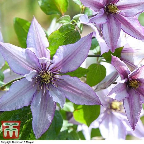 Clematis 'Samaritan Jo'™ Evipo075 - Image 2