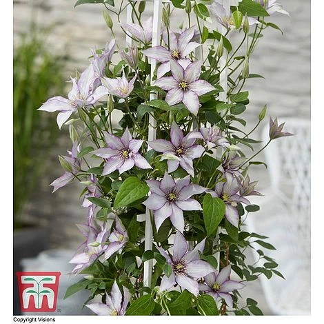 Clematis 'Samaritan Jo'™ Evipo075 - Image 9