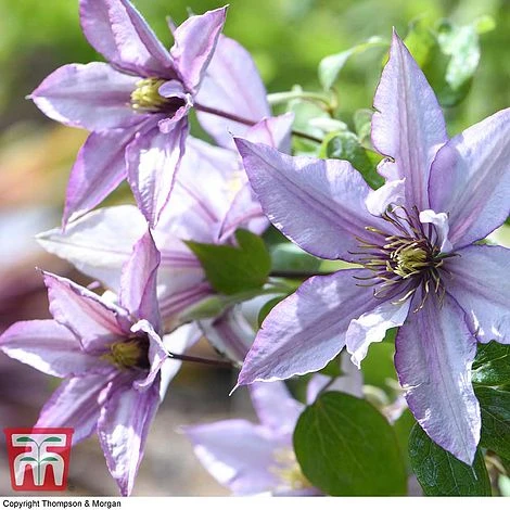 Clematis 'Samaritan Jo'™ Evipo075 - Image 3