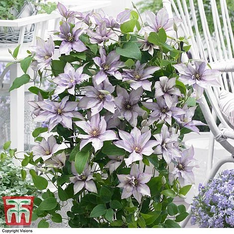 Clematis 'Samaritan Jo'™ Evipo075 - Image 10