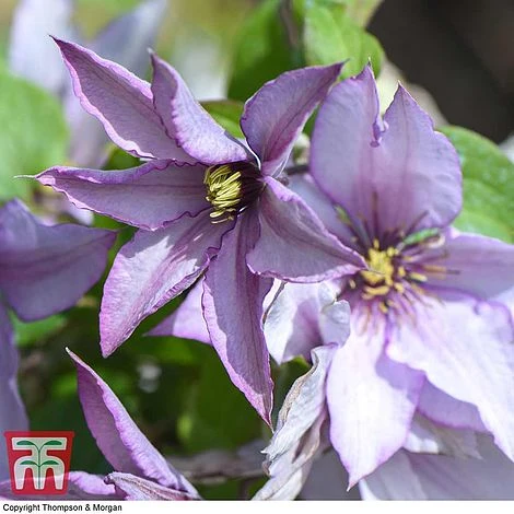 Clematis 'Samaritan Jo'™ Evipo075 - Image 4